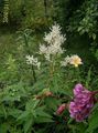 Foto Riesenfleece, Weiße Fleece Blume, Weißen Drachen  wächst und Merkmale