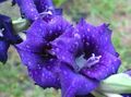 Photo Gladiolus Garden Flowers growing and characteristics