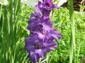 Photo Gladiolus Garden Flowers growing and characteristics