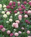 Foto Kugelamarant Gartenblumen wächst und Merkmale