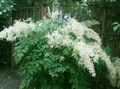 biely Záhradné kvety Goatsbeard, Aruncus dioicus vlastnosti, fotografie