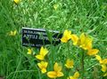 Foto Gold Lobelien, Gelb Lobelia Gartenblumen wächst und Merkmale