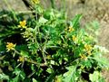 Photo Great Yellowcress Garden Flowers growing and characteristics