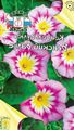 ružičasta Vrtne Cvjetovi Tlo Slak, Grm Slak, Silverbush, Convolvulus karakteristike, Foto