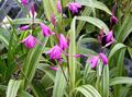 Photo Ground Orchid, The Striped Bletilla Garden Flowers growing and characteristics