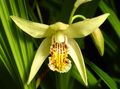 Foto Boden Orchidee, Die Gestreiften Bletilla Gartenblumen wächst und Merkmale