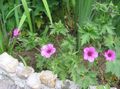 Photo Hardy geranium, Wild Geranium Garden Flowers growing and characteristics
