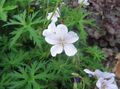 Photo Hardy geranium, Wild Geranium Garden Flowers growing and characteristics