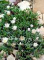 Photo Hardy Ice Plant Garden Flowers growing and characteristics