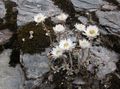 Foto Helichrysum Perrenial Gartenblumen wächst und Merkmale