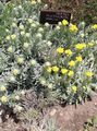 Foto Helichrysum Perrenial Gartenblumen wächst und Merkmale