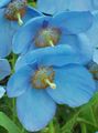 Photo Himalayan blue poppy Garden Flowers growing and characteristics