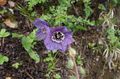 Photo Himalayan blue poppy Garden Flowers growing and characteristics