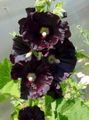 Photo Hollyhock Garden Flowers growing and characteristics