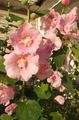 Photo Hollyhock Garden Flowers growing and characteristics