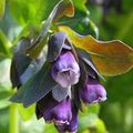 Foto Honeywort, Blau Garnelen Pflanze, Blau Wachsblume  wächst und Merkmale