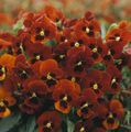 Photo Horned Pansy, Horned Violet Garden Flowers growing and characteristics