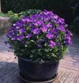 Photo Horned Pansy, Horned Violet Garden Flowers growing and characteristics