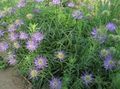 Photo Horned Rampion Garden Flowers growing and characteristics