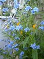 Photo Hound's Tongue, Gypsyflower, Chinese Forget-Me-Not  growing and characteristics