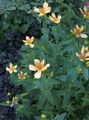 Foto Hypericum Gartenblumen wächst und Merkmale