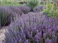 Photo Hyssop Garden Flowers growing and characteristics