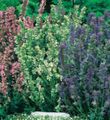 Photo Hyssop Garden Flowers growing and characteristics