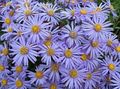 light blue Garden Flowers Ialian Aster, Amellus characteristics, Photo