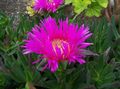 Photo Ice Plant Garden Flowers growing and characteristics