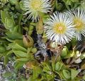 Photo Ice Plant Garden Flowers growing and characteristics