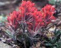 Photo Indian Paintbrush Garden Flowers growing and characteristics