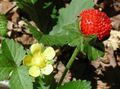 Foto Indian Erdbeere, Scheinerdbeere Gartenblumen wächst und Merkmale