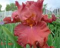 Foto Iris Gartenblumen wächst und Merkmale