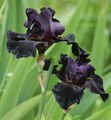 Foto Iris Gartenblumen wächst und Merkmale