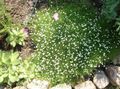 Photo Irish Moss, Pearlwort, Scottish or Scotch Moss Garden Flowers growing and characteristics