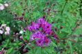Photo Ironweed Garden Flowers growing and characteristics