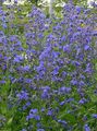 blue Garden Flowers Italian Bugloss, Italian Alkanet, Summer Forget-Me-Not, Anchusa characteristics, Photo
