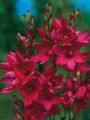 Photo Ixia Garden Flowers growing and characteristics