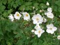 Photo Japanese Anemone Garden Flowers growing and characteristics