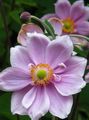 Photo Japanese Anemone Garden Flowers growing and characteristics