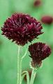 Photo Knapweed, Star Thistle, Cornflower  growing and characteristics