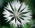 Foto Flockenblume, Sterndistel, Kornblume  wächst und Merkmale
