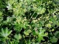 zielony Ogrodowe Kwiaty Mankiet, Alchemilla charakterystyka, zdjęcie
