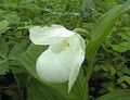 Photo Lady Slipper Orchid Garden Flowers growing and characteristics