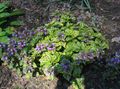 Photo Lamium, Dead Nettle Garden Flowers growing and characteristics