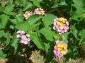 Foto Lantana Gartenblumen wächst und Merkmale
