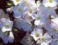 Foto Großblütigen Phlox, Berg Phlox, Phlox California Gartenblumen wächst und Merkmale