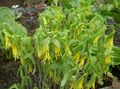 Foto Große Merrybells, Große Bellwort Gartenblumen wächst und Merkmale