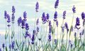 Photo Lavender Garden Flowers growing and characteristics