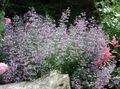 Photo Lesser calamint Garden Flowers growing and characteristics
